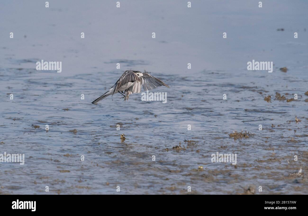 White wagtail, Motacilla alba alba, hovering over mudflat, searching for food. Stock Photo
