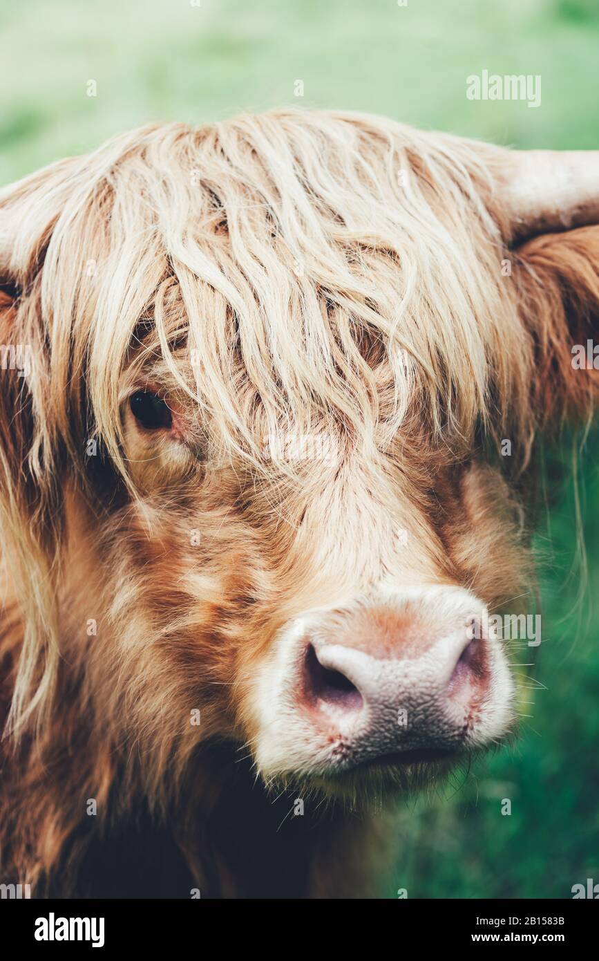 Hairy highland cow, scottish symbol, Scotland UK Stock Photo