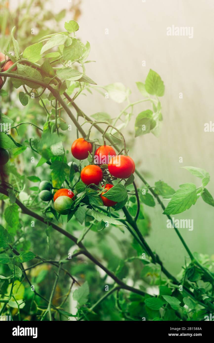 Close up of homegrown organic cherry tomatoes growing in a vegetable ...