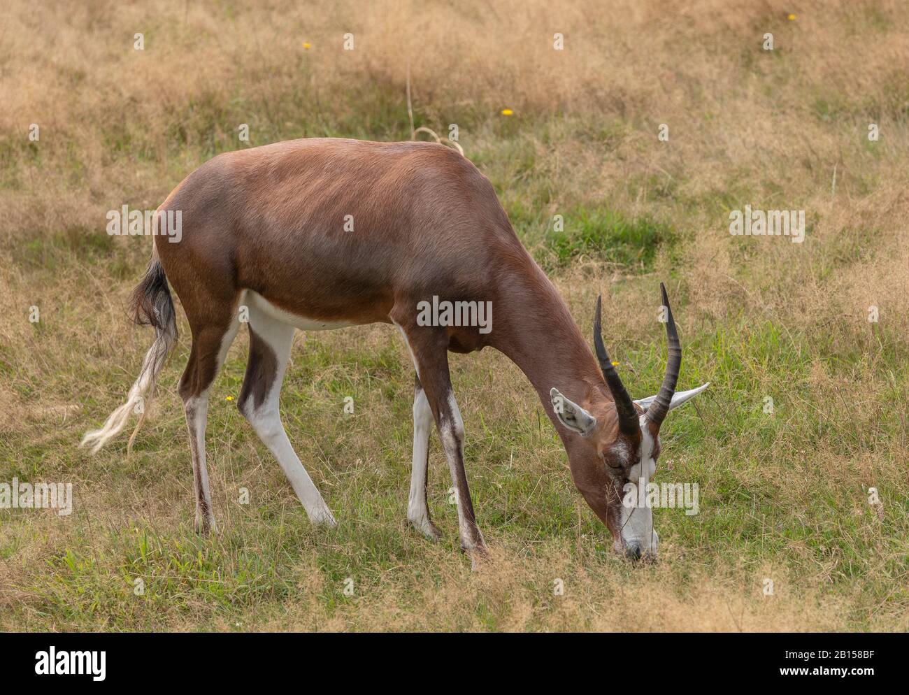 Blesbok, Damaliscus pygargus phillipsi, an antelope endemic to South Africa and Swaziland, grazing in grassland. Stock Photo