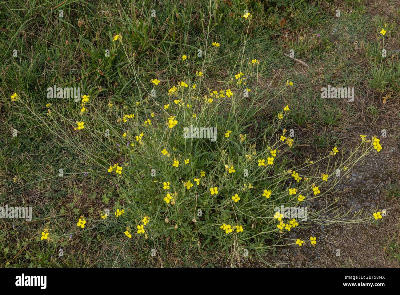 Perennial Wall-rocket, Diplotaxis tenuifolia, in flower in late summer. Stock Photo