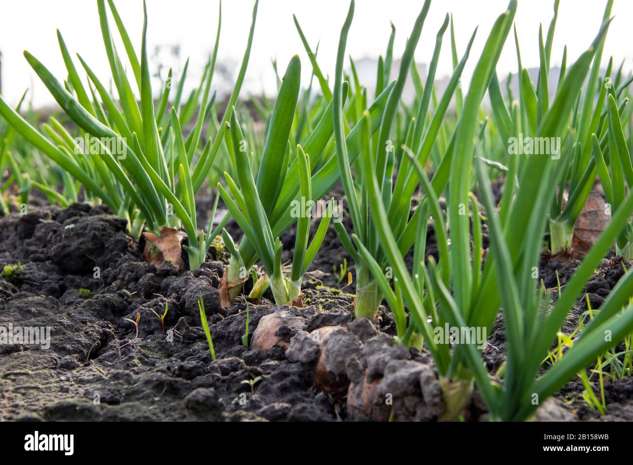 Young spring onion sprout on a bed. Organically grown onions with chives in the soil. Organic farming. Stock Photo