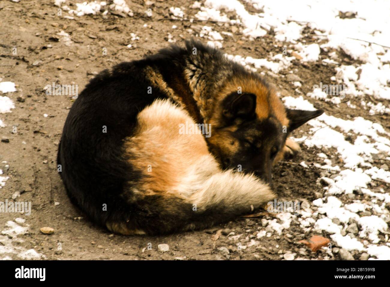 Homeless shepherd dog sleeping cuddling Stock Photo Alamy