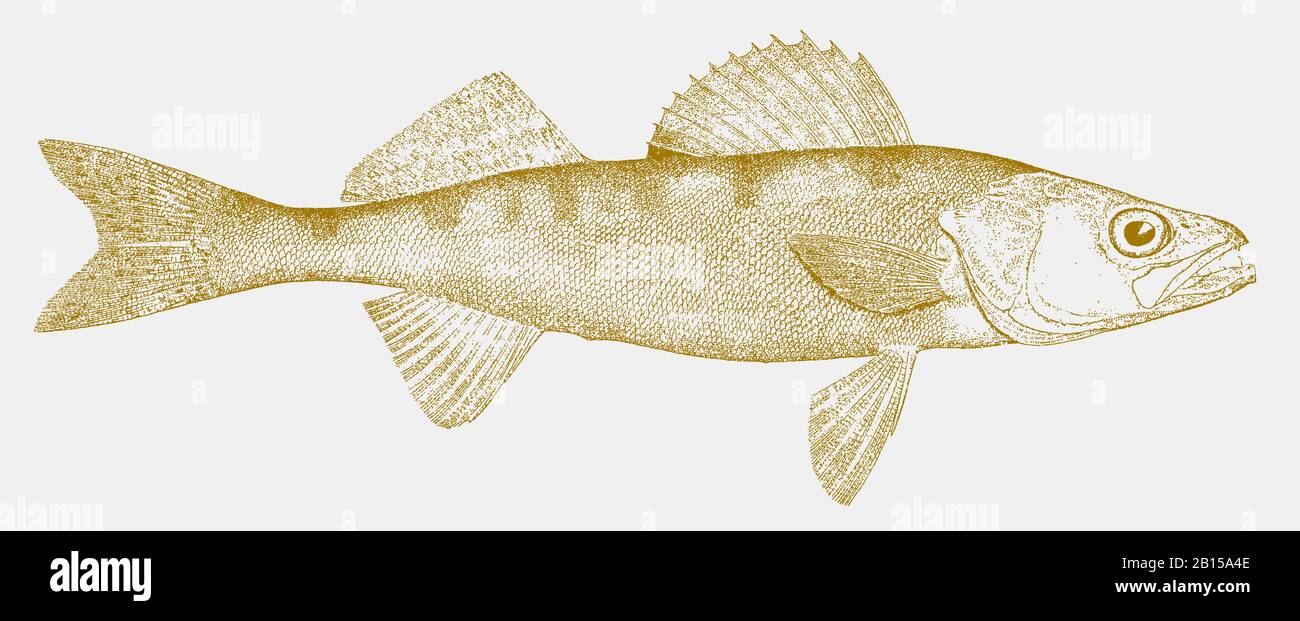 Sauger sander canadensis, a freshwater fish from north america in side view Stock Vector