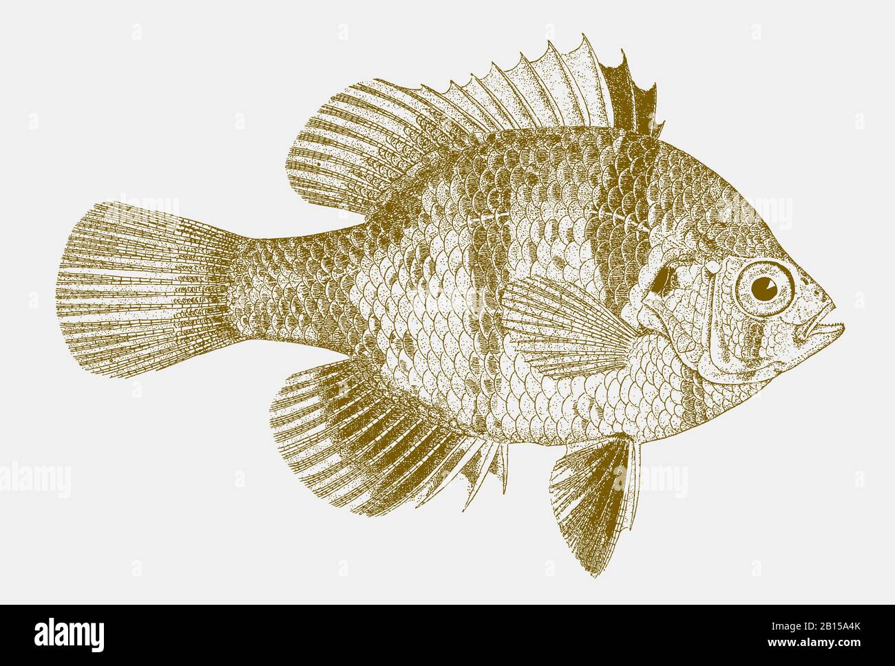 Black banded sunfish hi-res stock photography and images - Alamy