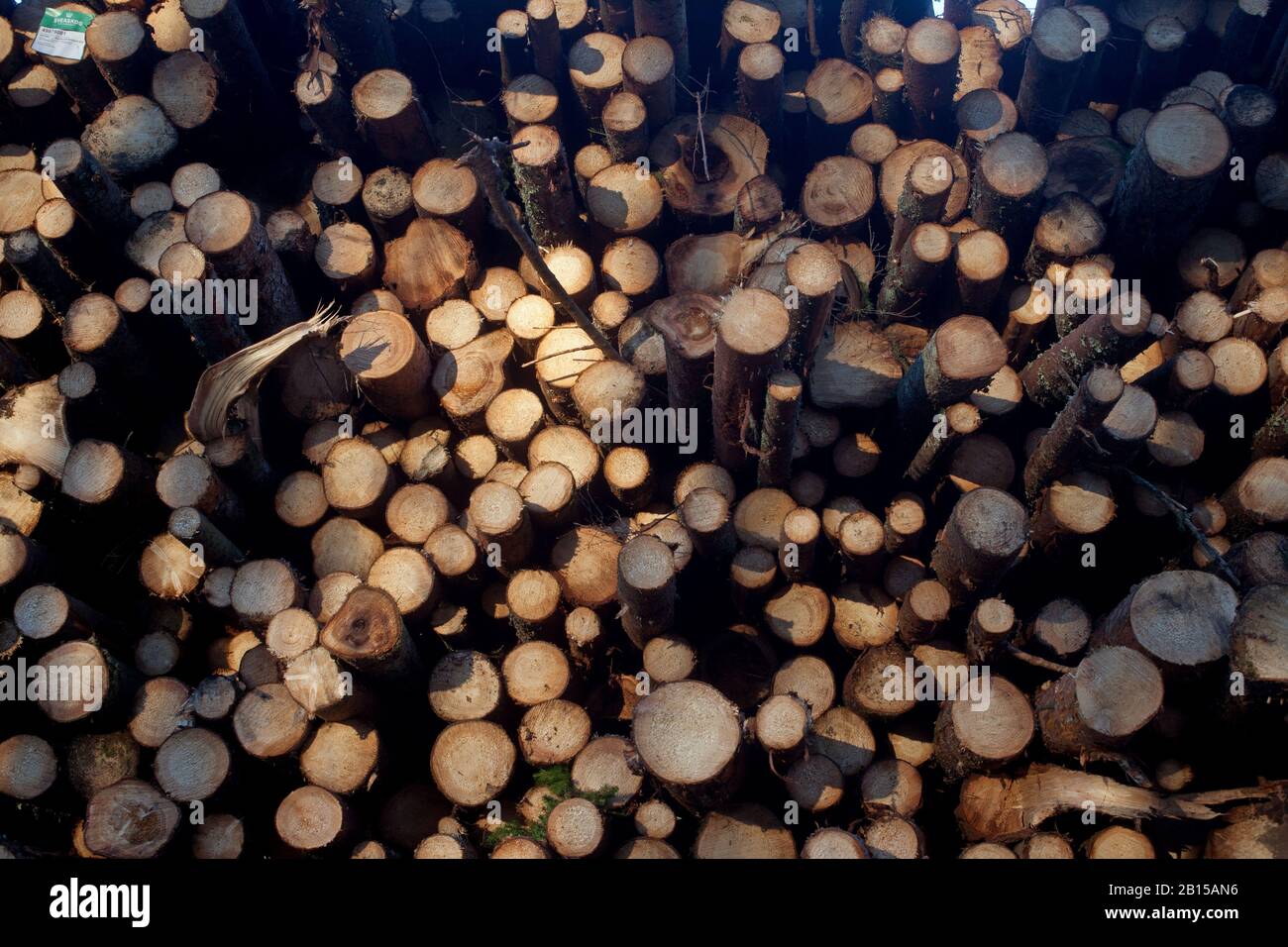Dump with coniferous pulpwood, spruce and pine, from Sveaskog after a harvest.Photo Jeppe Gustafsson Stock Photo