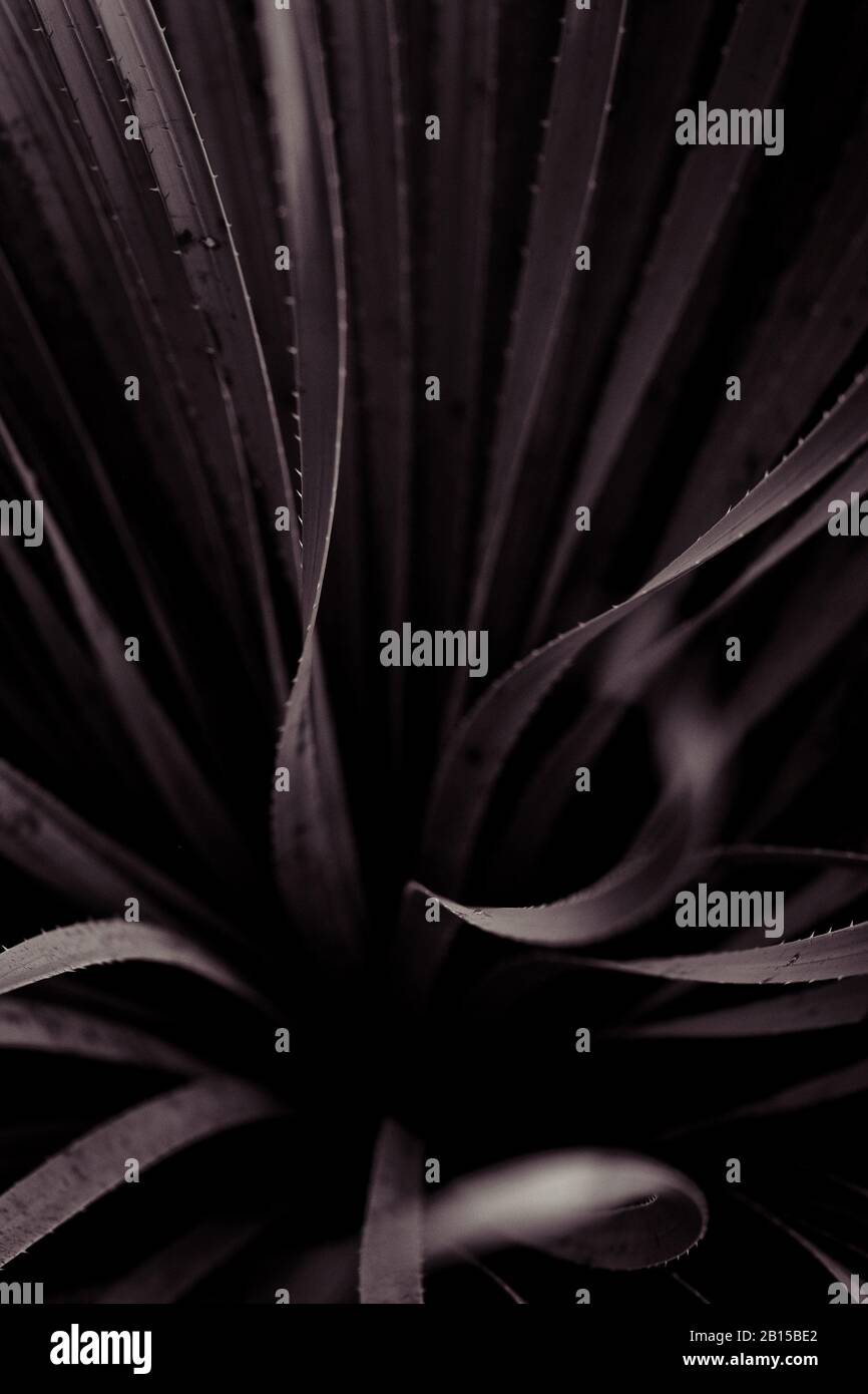 Looking deep into the long twisting straps of spiked ribbon like leaves of the Common Sotol cactus plant. A dark brown toned black and white image Stock Photo