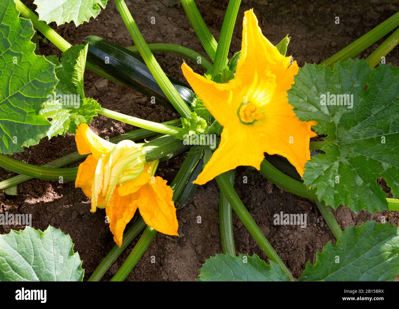 Zucchini plant. Zucchini with flower and fruit in field. Green