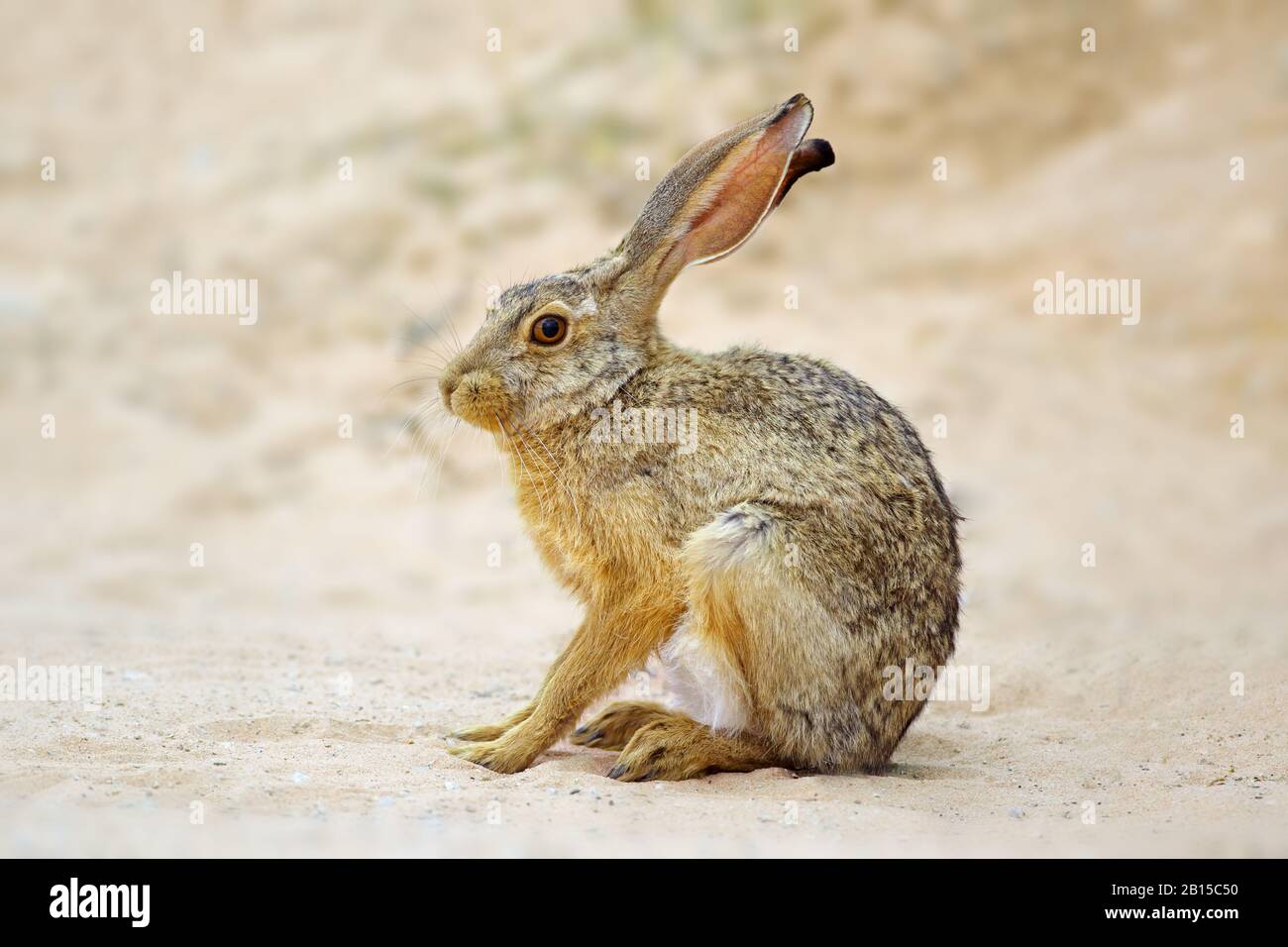 An alert scrub hare (Lepus saxatilis) sitting upright, South Africa Stock Photo
