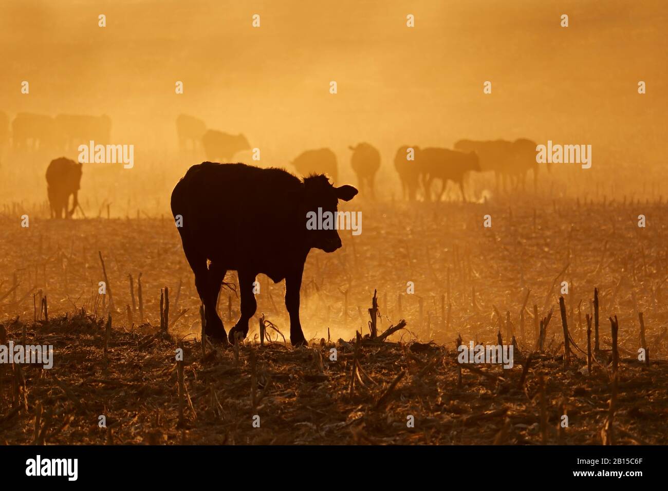 Silhouette of free-range cattle walking on dusty field at sunset, South Africa Stock Photo
