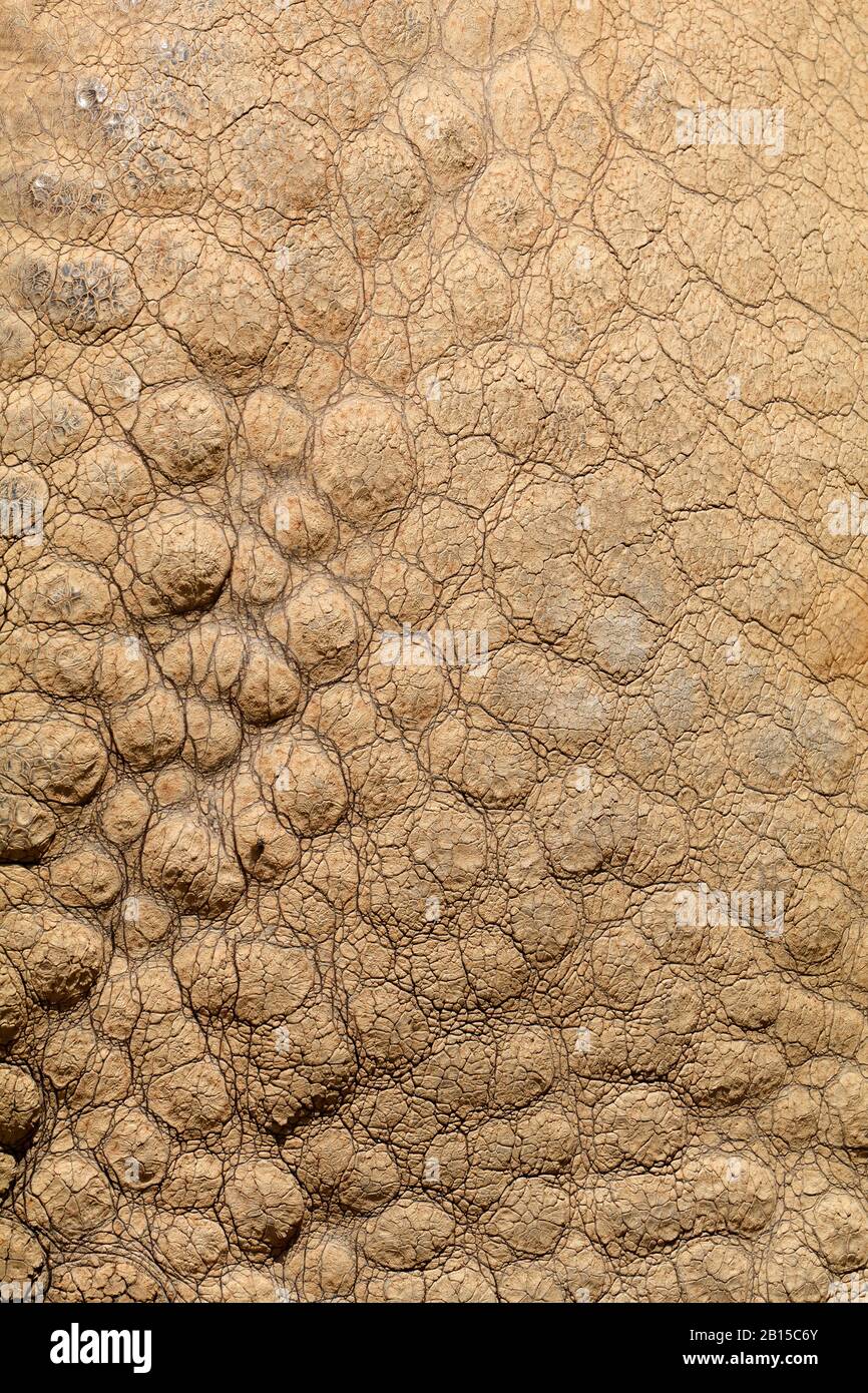 Background of the unique textured skin of an Indian rhinoceros (Rhinoceros unicornis) Stock Photo