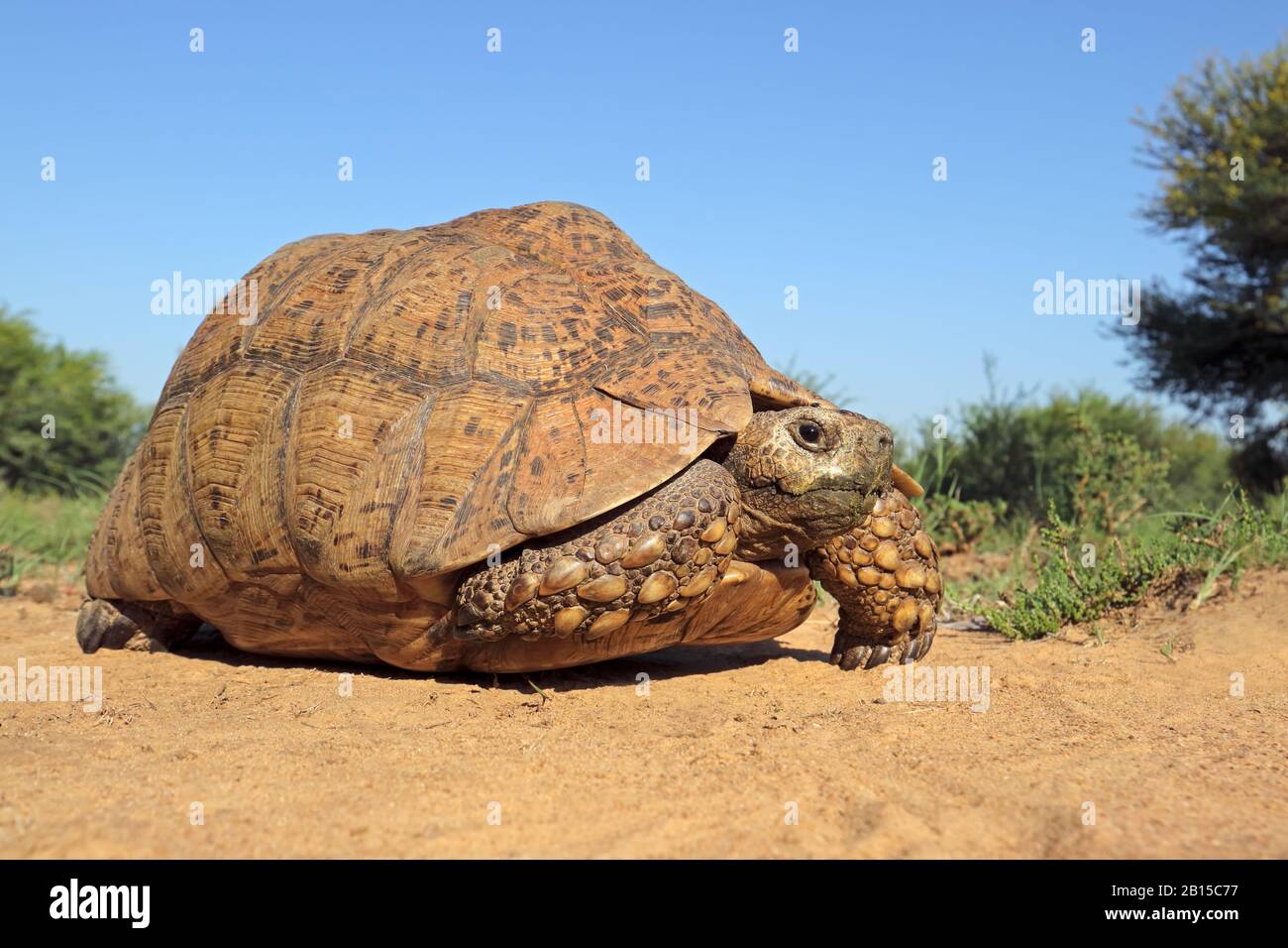 Leopard tortoise (Stigmochelys pardalis) in natural habitat, South Africa Stock Photo