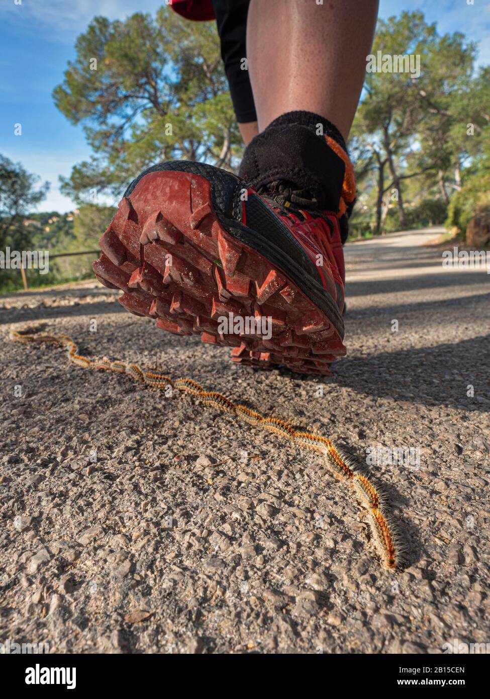 Danger crocessionary caterpillars, running shoe step over. Caterpillars