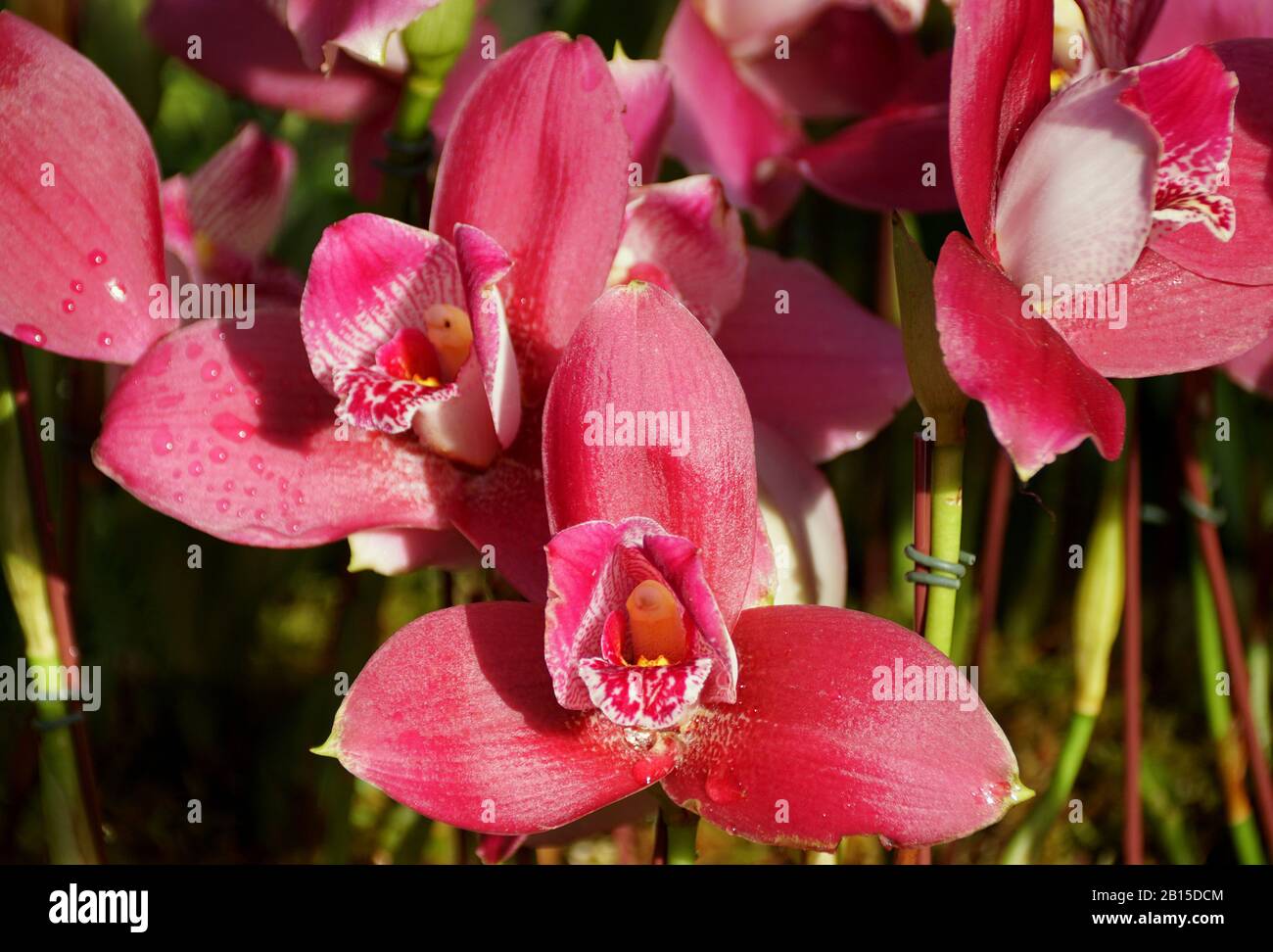 Beautiful dark red Lycaste Tropic Fire orchid flower Stock Photo