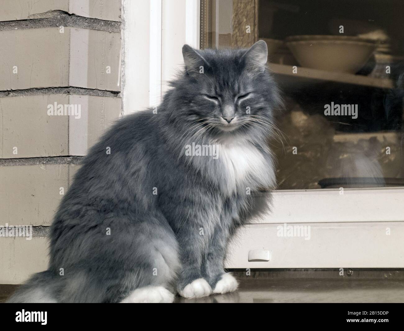 gray cat sitting on windowsill, infrared photo Stock Photo - Alamy