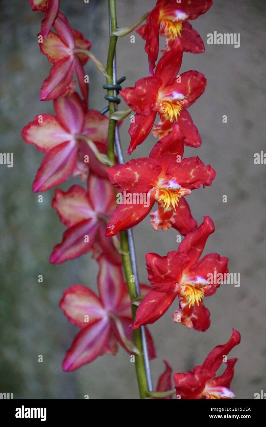 Dark red color of Intergeneric Oncidium hybrid orchids Stock Photo