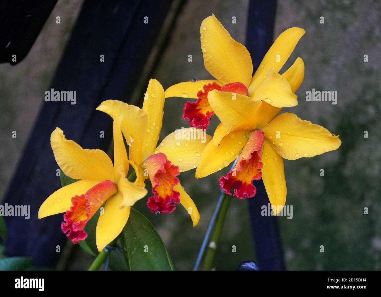 Beautiful yellow and red color of Cattleya orchids Stock Photo
