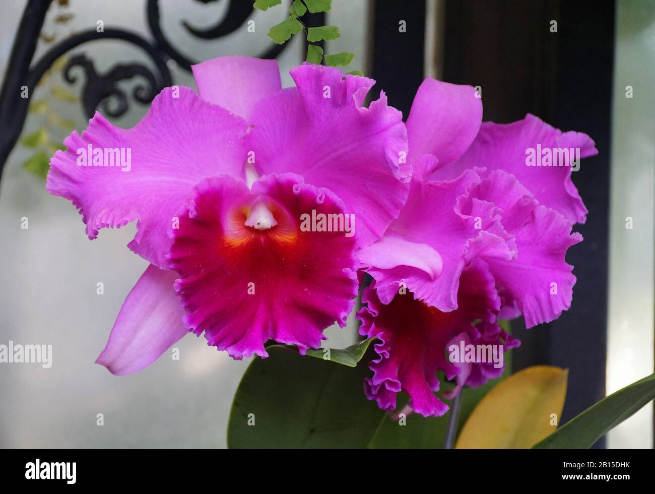 Beautiful light and dark purple cattleya orchid flowers Stock Photo