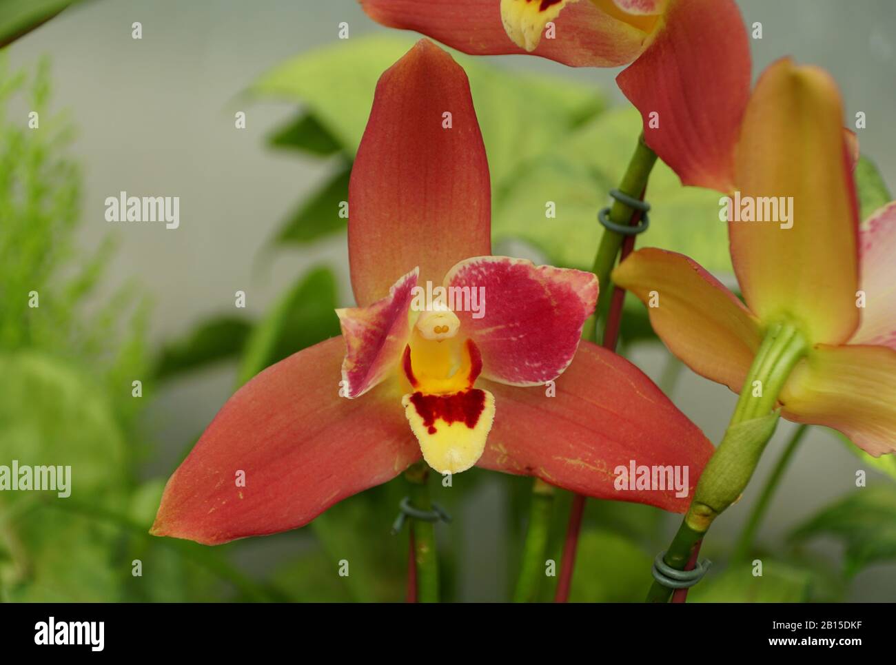 Close up of a beautiful dark red Lycaste orchid flower Stock Photo