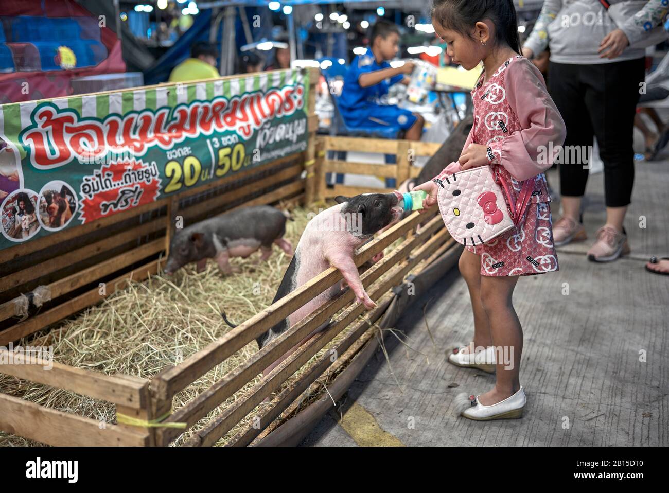 Child hand feeding a piglet with a milk bottle at a Thailand market Stock Photo