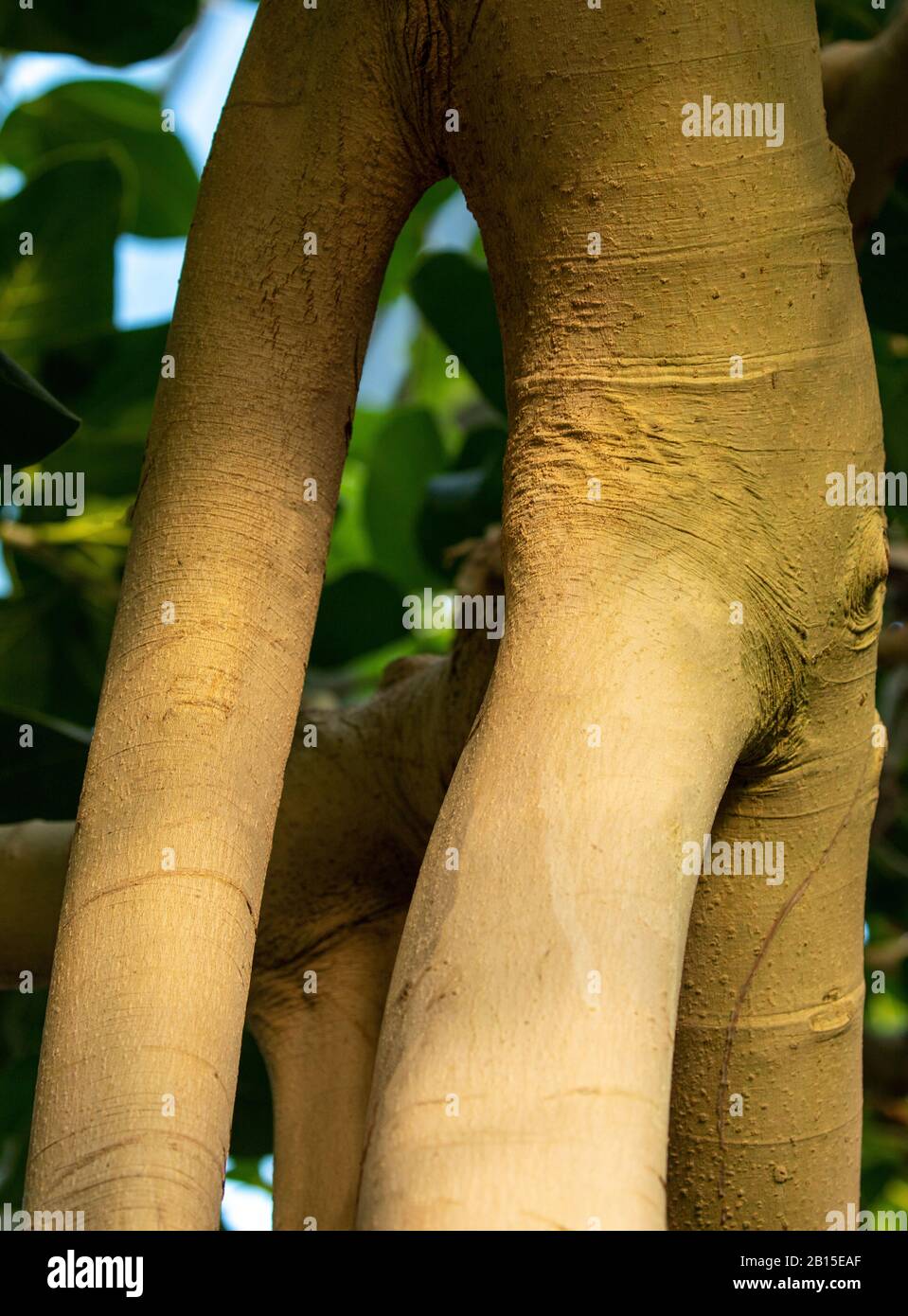 Rubber tree juice hires stock photography and images Alamy