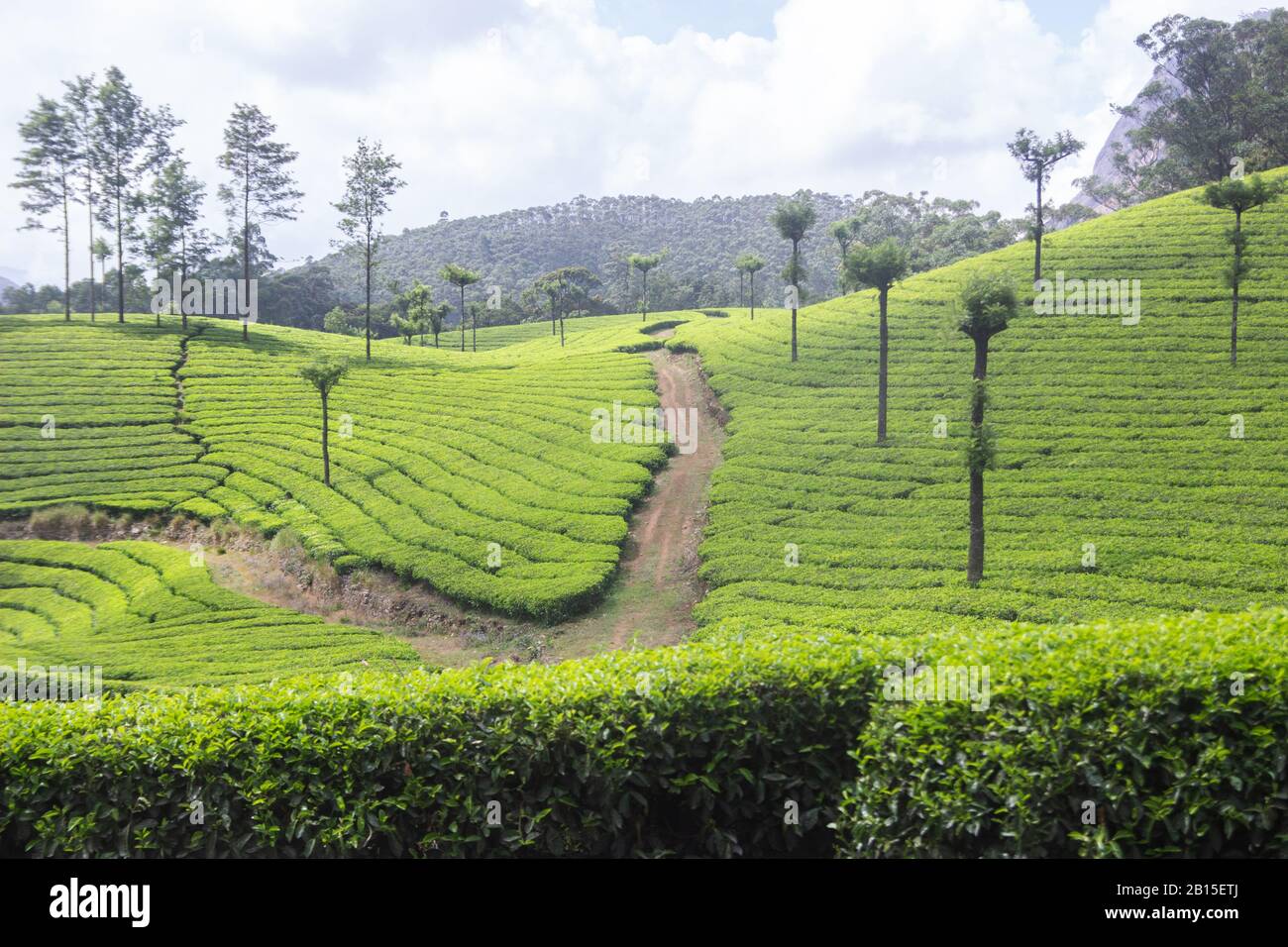 The tea gardens of Munnar Stock Photo