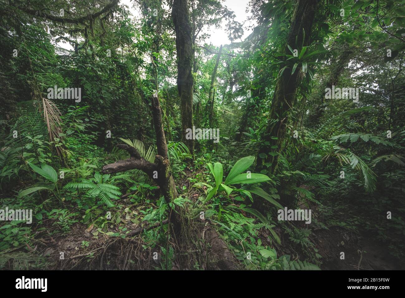 Green jungle forest in a misty morning, Costa Rica green nature. Stock Photo