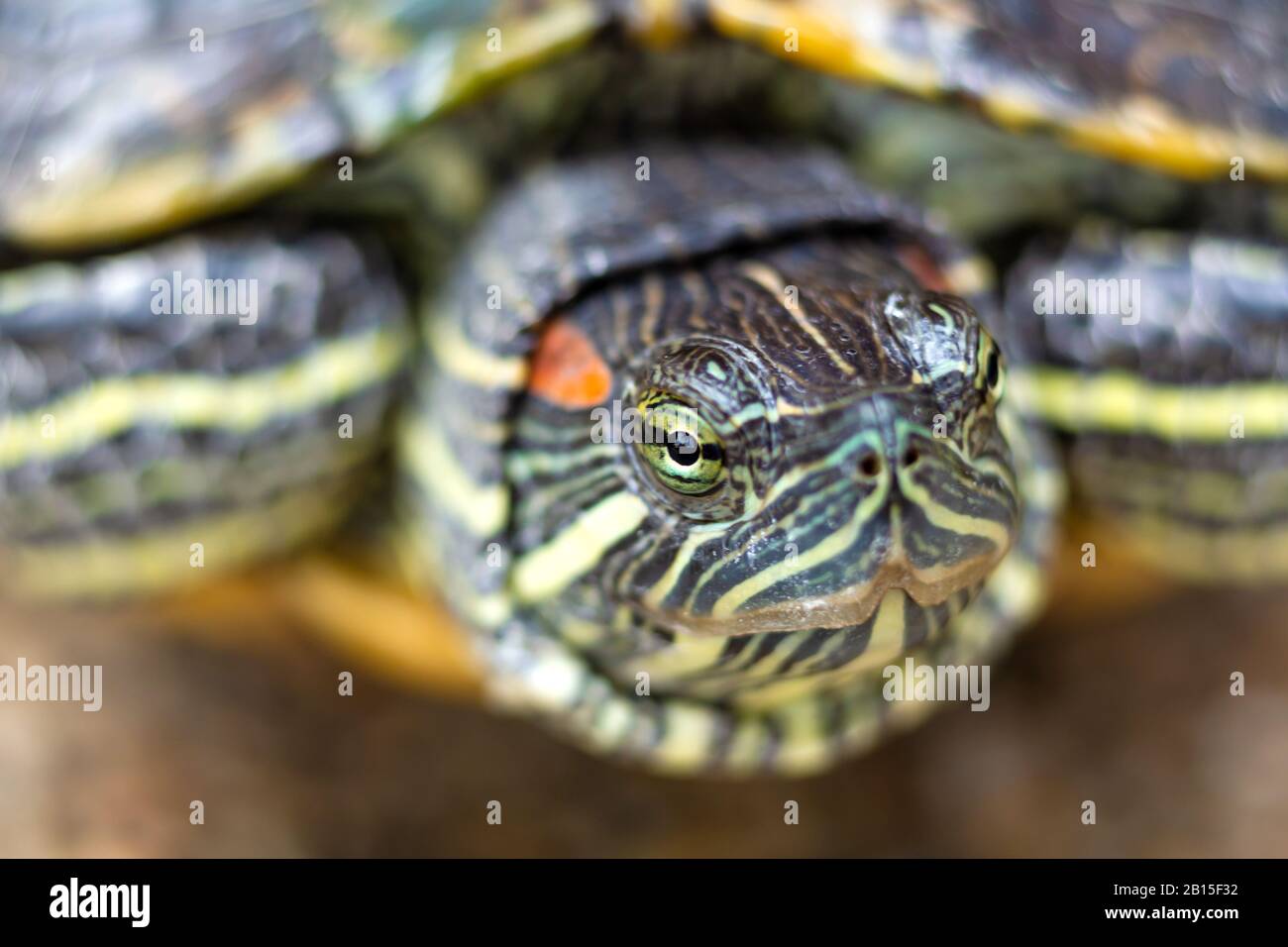 Red Eared Terrapin - Trachemys scripta elegans. Red eared slider turtle ...