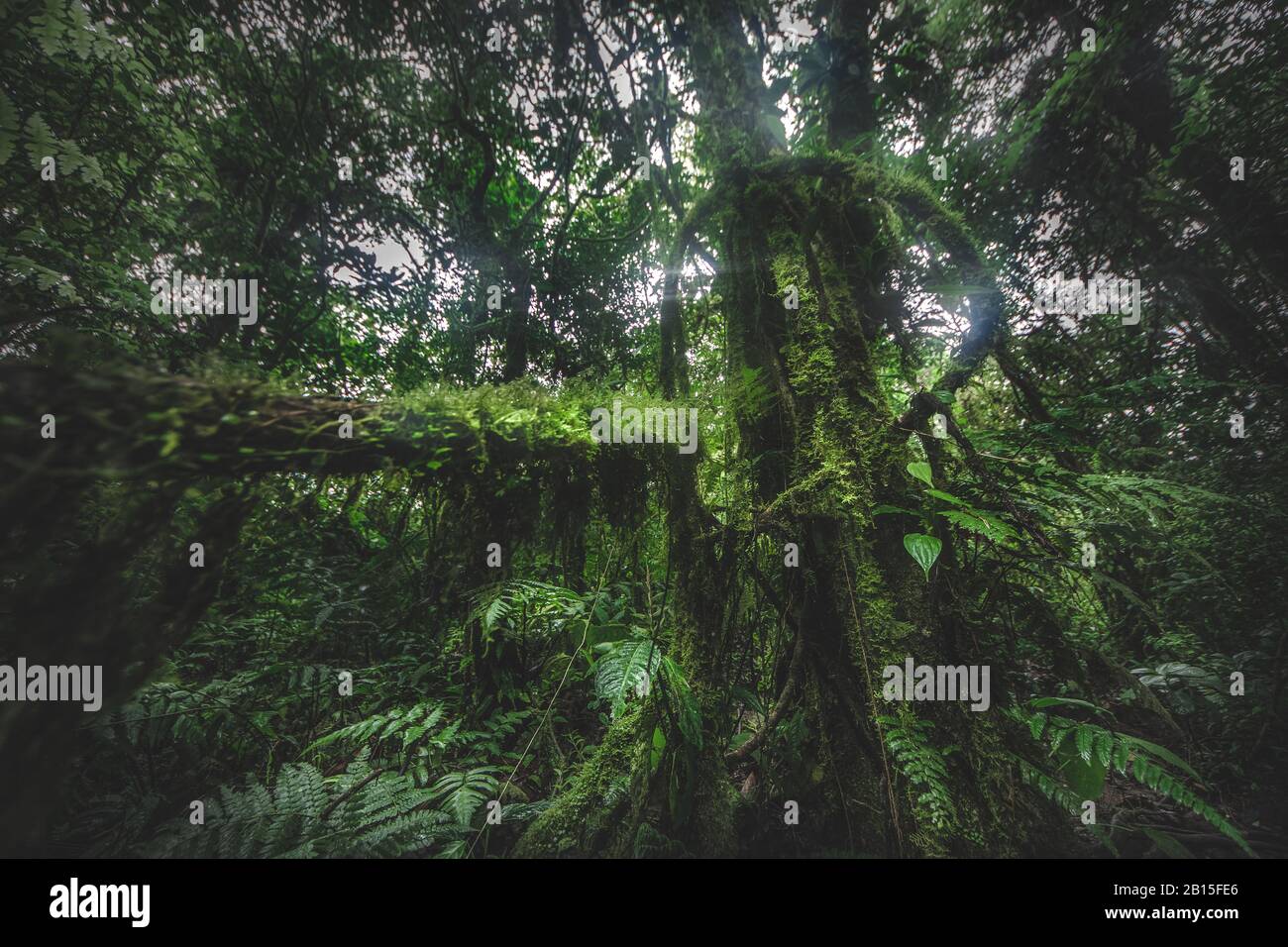Tropical rain forest. Jungle old green tree in Costa Rica Stock Photo Alamy