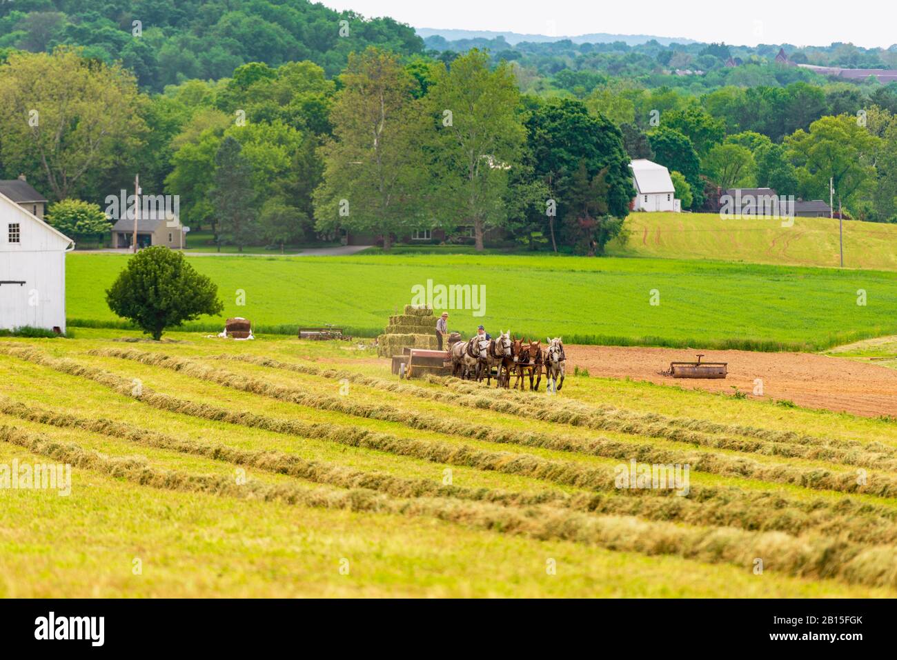 Amish boy and girl baling hay in a field in Pennsylvania USA Stock Photo