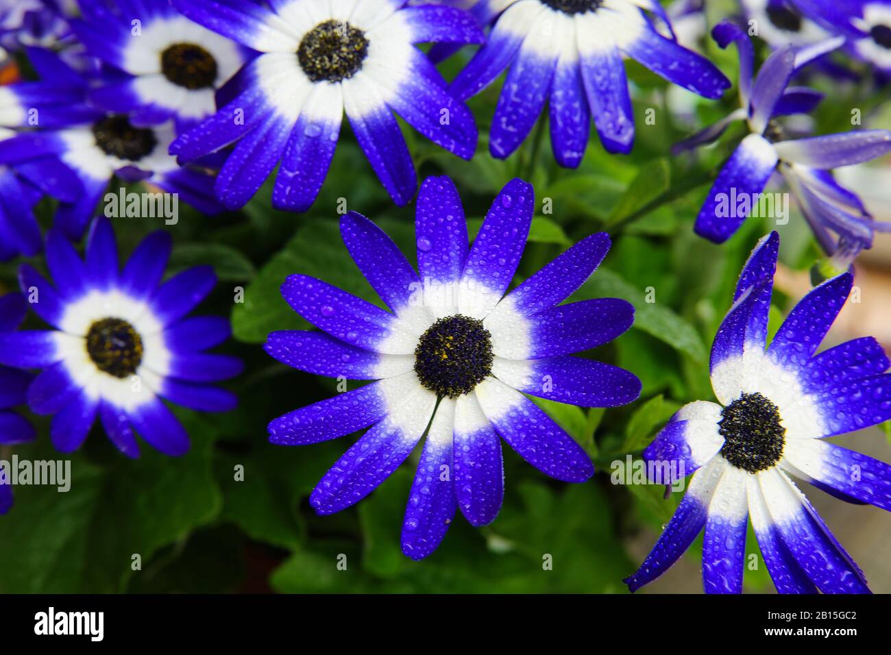 Makro close up of isolated blue and white flower blossoms with water drops - cineraria, senetti pericallis (selective focus) Stock Photo