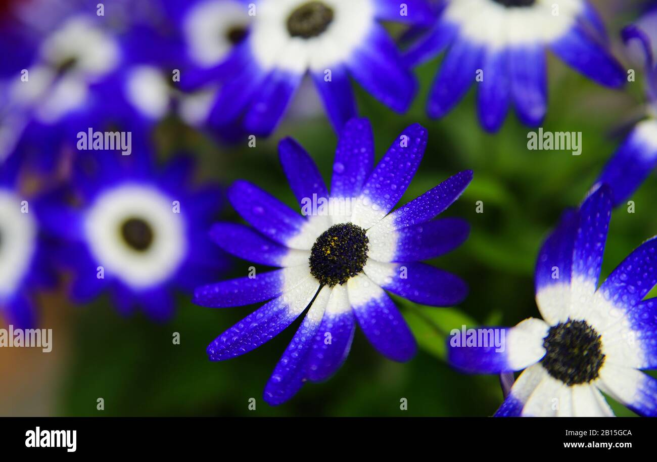 Makro close up of isolated blue and white flower blossoms with water drops - cineraria, senetti pericallis (selective focus) Stock Photo