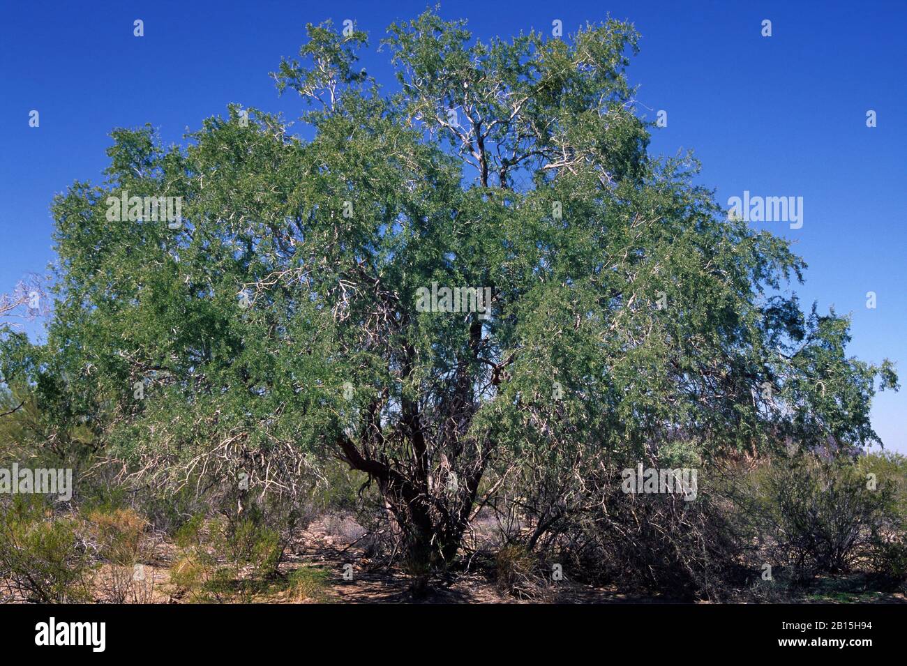 Desert ironwood tree hi res stock photography and images Alamy