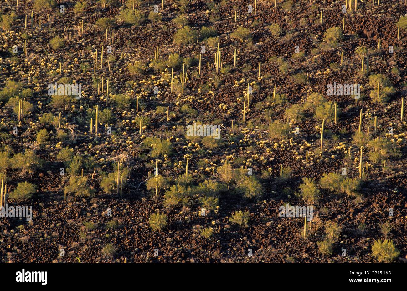 Black Mountain slope, Table Top Wilderness, Sonoran Desert National