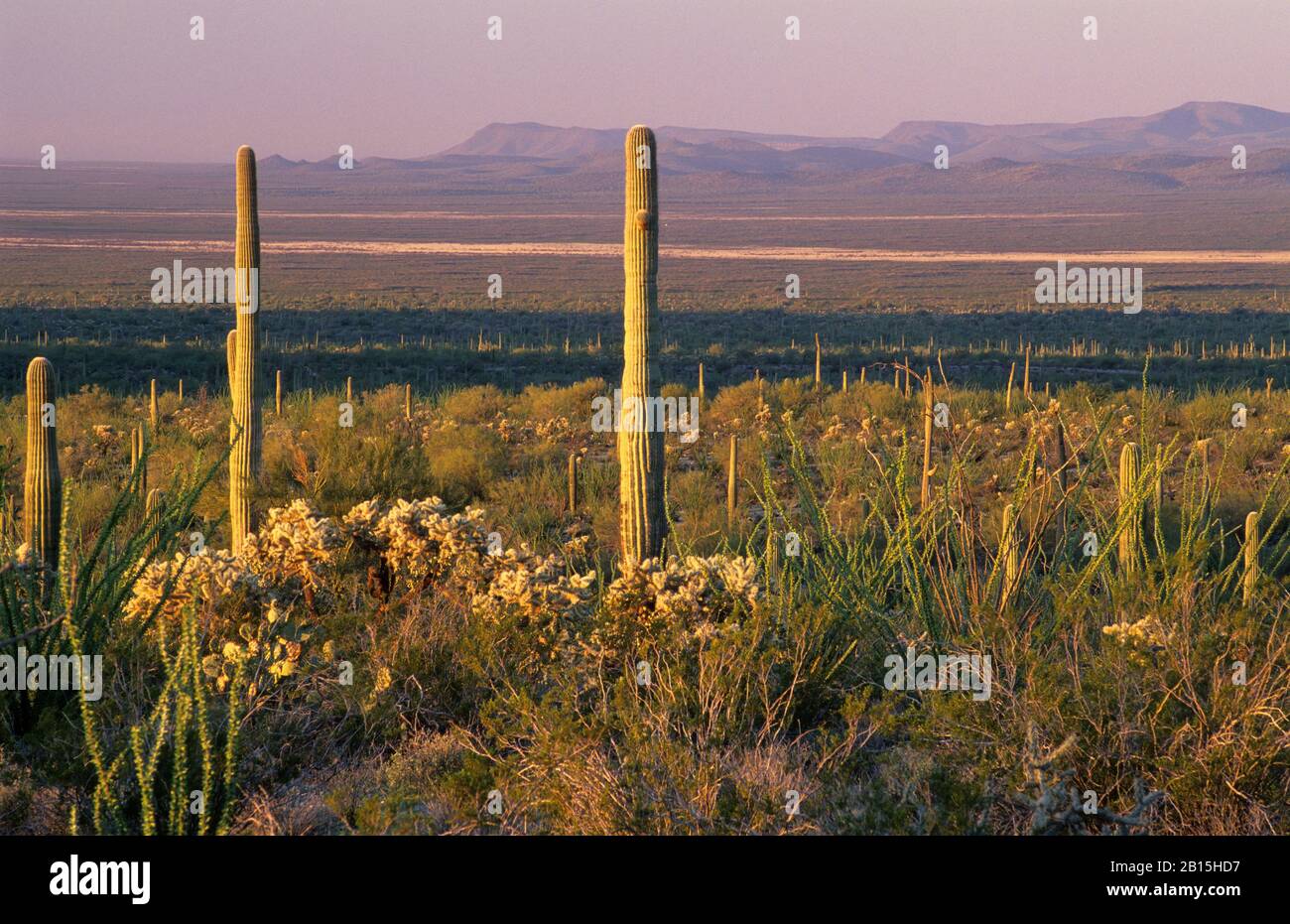 Verkol Valley View from Table Top Trail, Table Top Wilderness, Sonoran