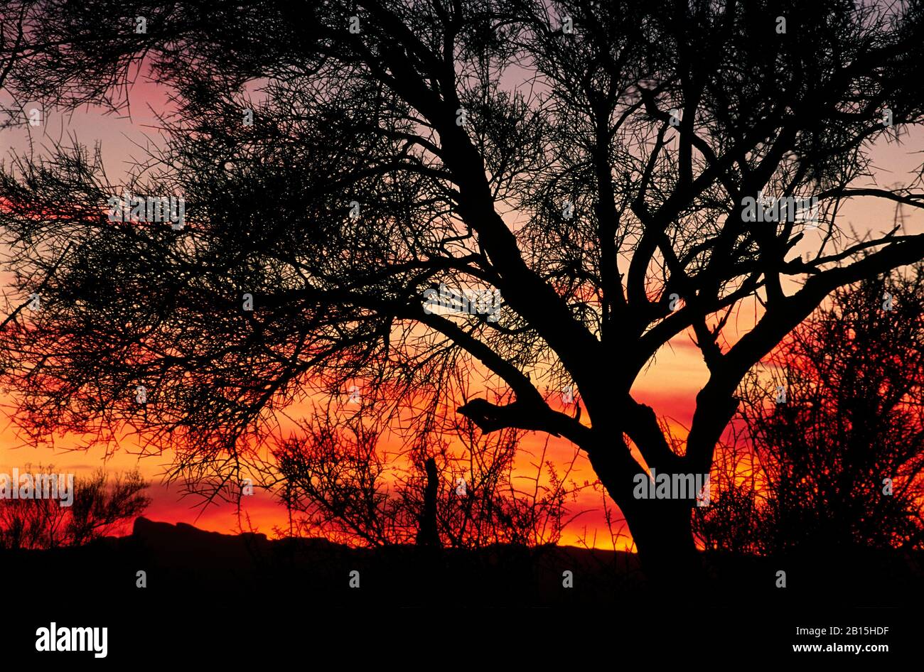 Palo Verde sunset, Table Top Wilderness, Sonoran Desert National