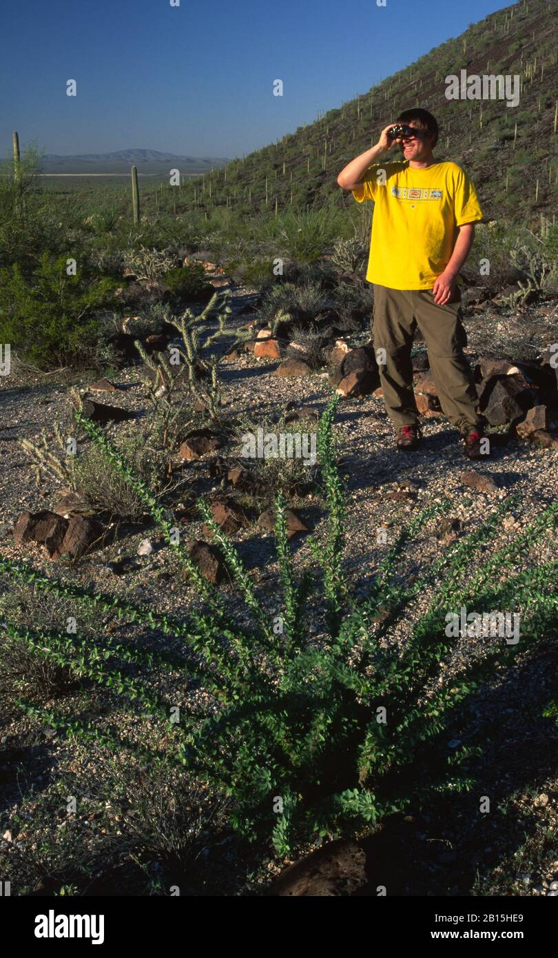 Birding with young ocotillo, Table Top Wilderness, Sonoran Desert