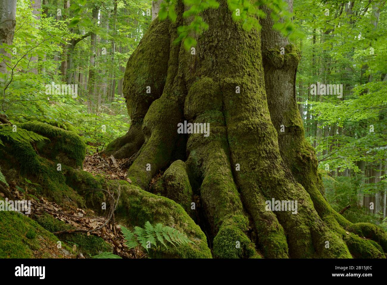 Bohemia / Czech Republic: Methuselah beech tree in one of the oldest primary forest reserves of Europe - 'Hojna Voda' - close to the Austrian border. Stock Photo