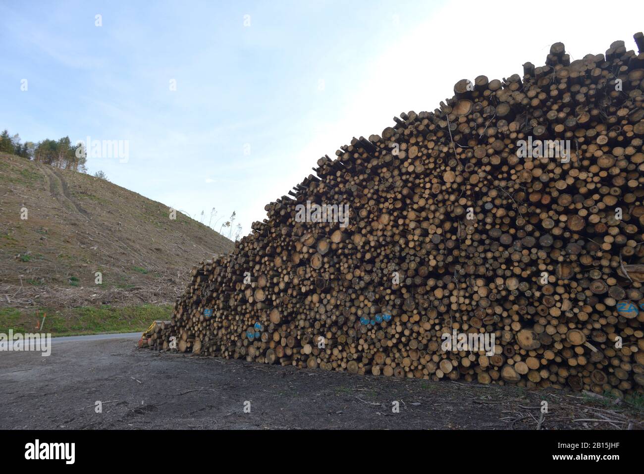 Waldviertel / Lower Austria: Climate crisis born droughts and bark beetle attacks lead to collapse of unnatural spruce and pine plantations. Stock Photo