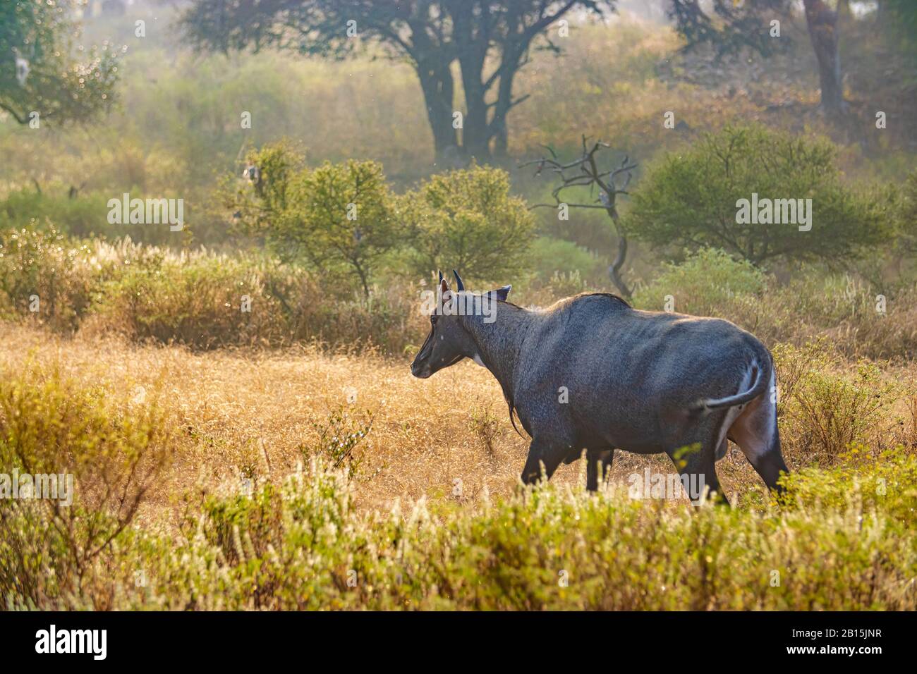 Nilgai or blue bull is the largest Asian antelope and is endemic to the Indian subcontinent. The sole member of the genus Boselaphus. Ranthambore Nati Stock Photo