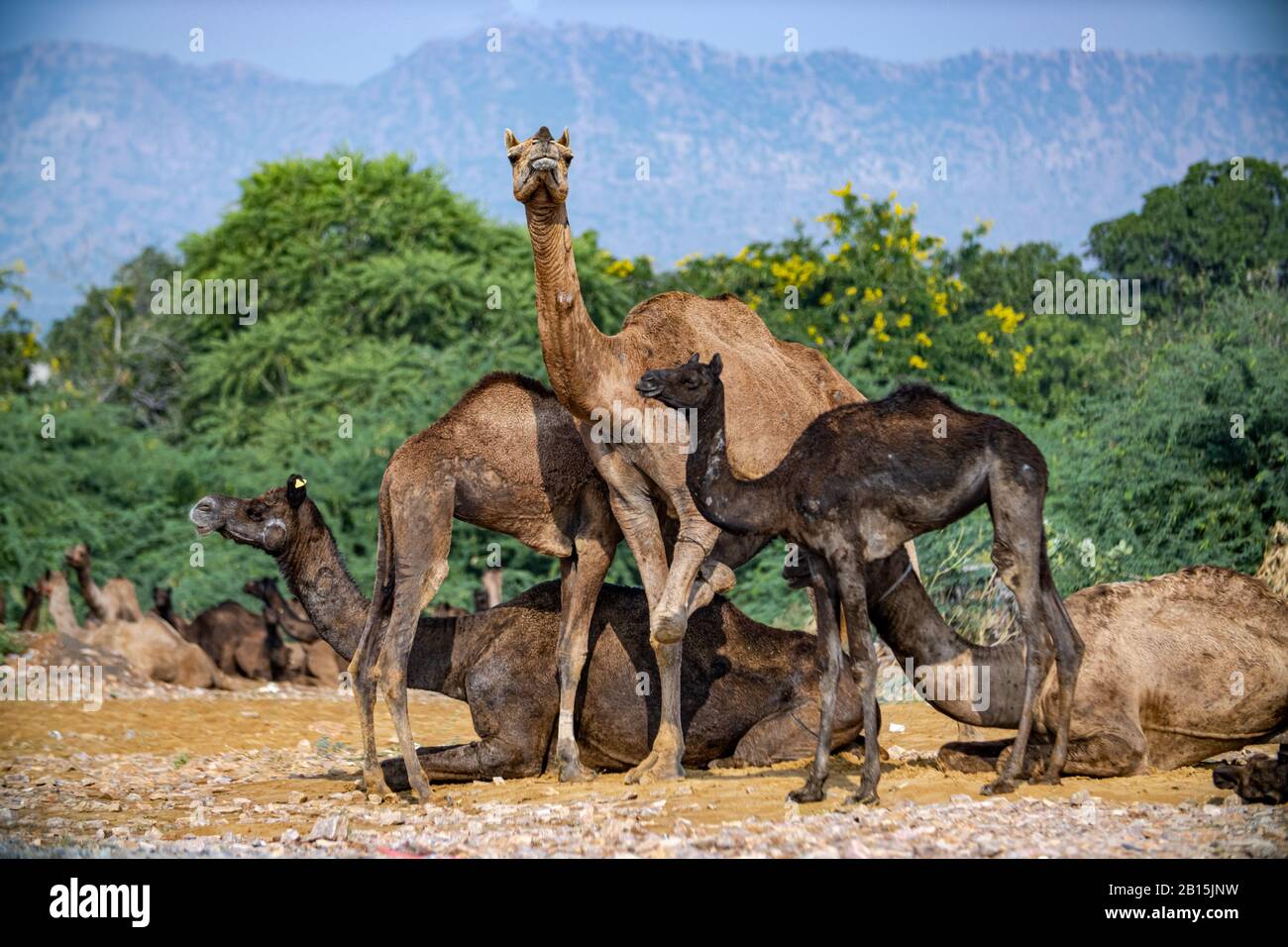 Camels at the Pushkar Fair, also called the Pushkar Camel Fair or locally as Kartik Mela is an annual multi-day livestock fair and cultural held in th Stock Photo