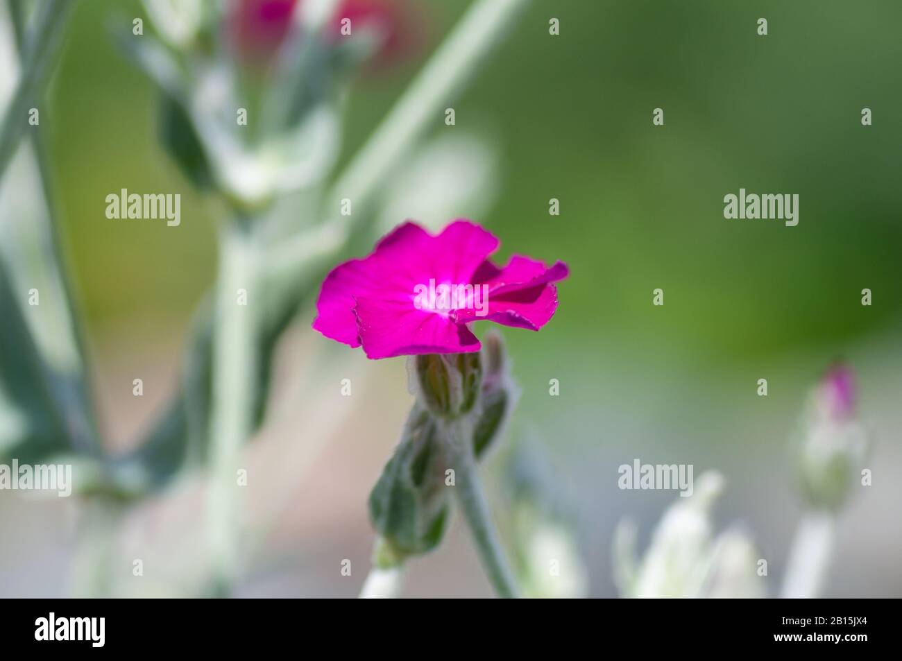 The blossoming Turkish carnation against blurred background. Dianthus barbatus. Caryophyllaceae Family. Stock Photo