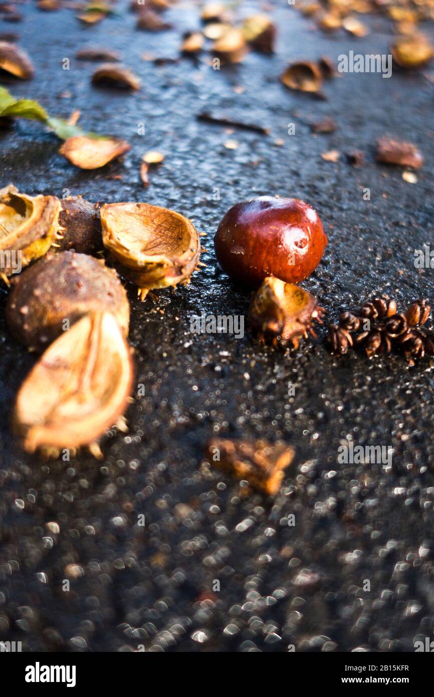 conkers from a horse-chestnut fallen on the street Stock Photo - Alamy