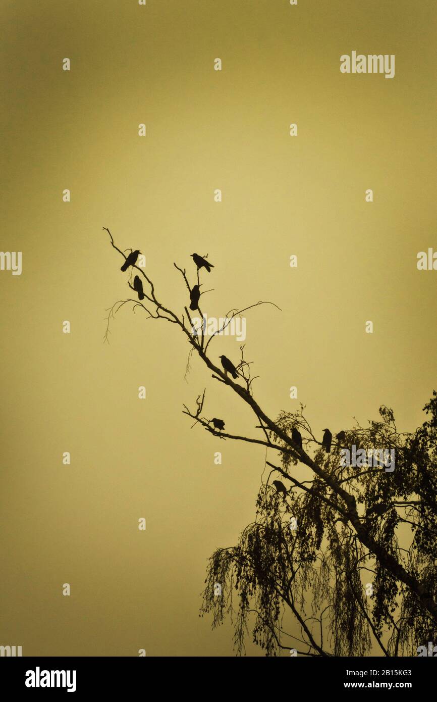 silhouette of crows sitting on tree branches Stock Photo