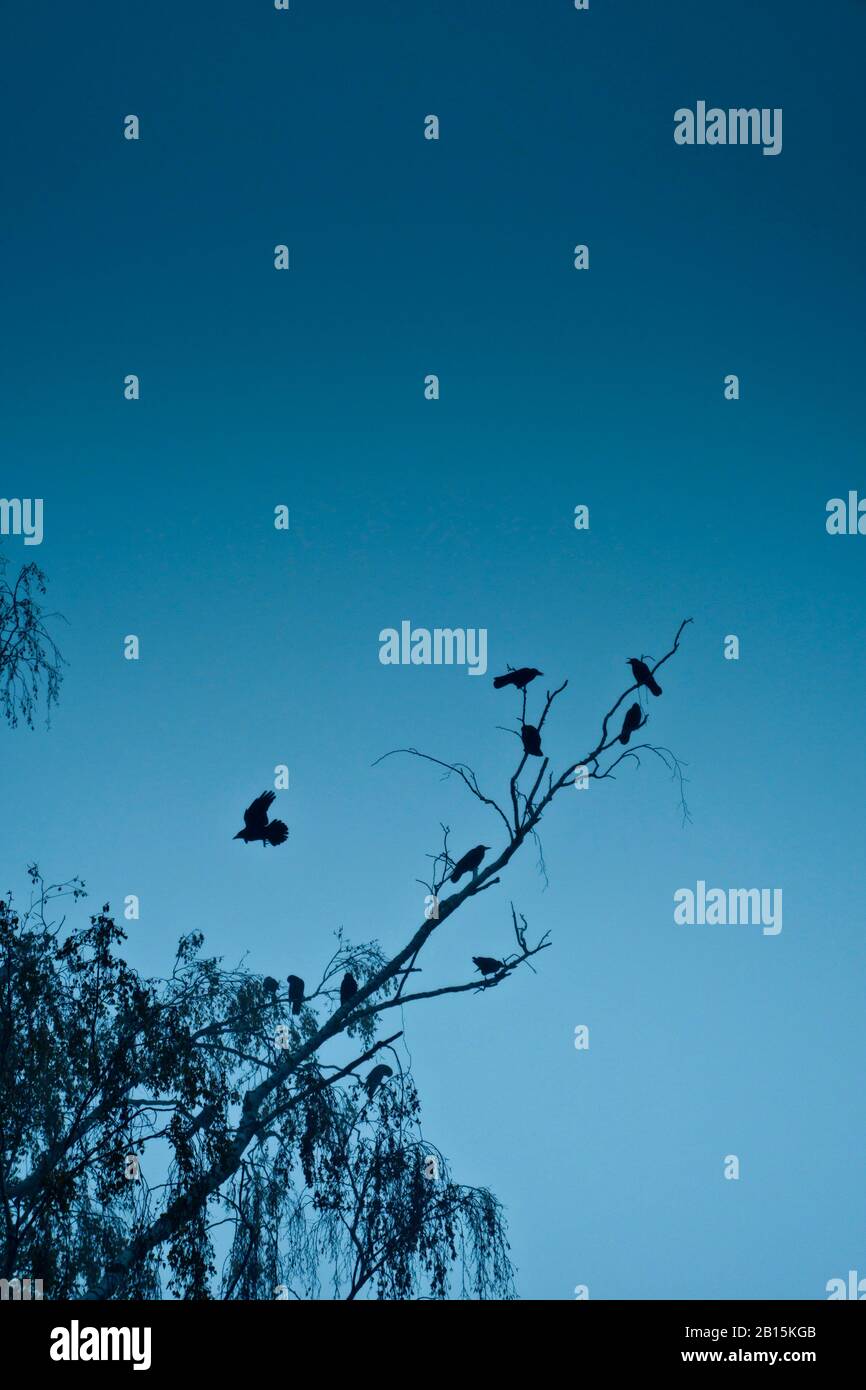 silhouette of crows sitting on tree branches Stock Photo