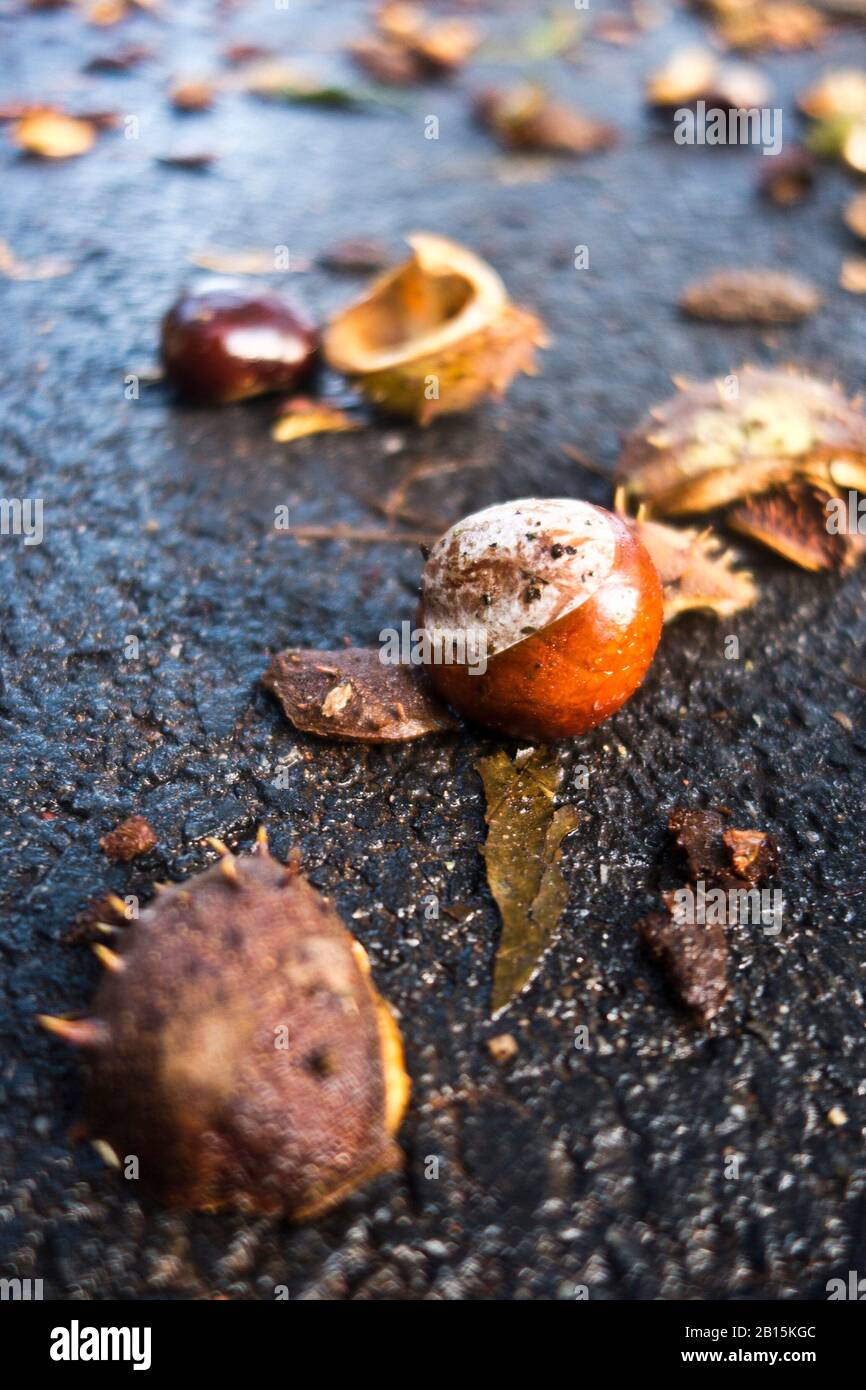 conkers from a horse-chestnut fallen on the street Stock Photo - Alamy