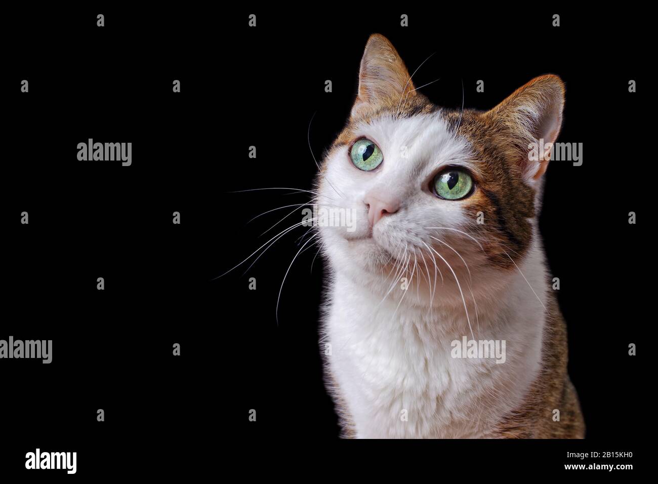 Cute tabby cat looking curious up. Horizontal image with copy space. Stock Photo
