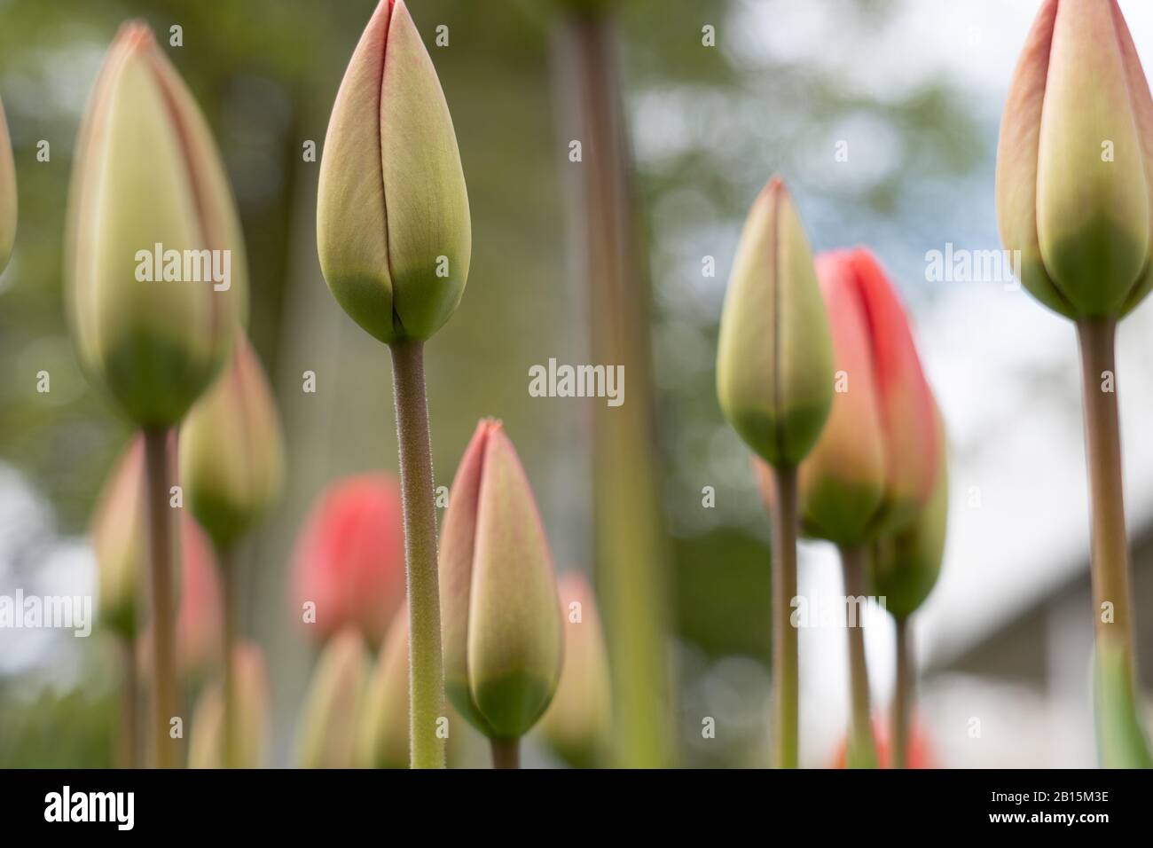 Red closed tulips in young life stage of blossoming at sunny spring day with blurred background at cloudy sky. Focus on foreground, close-up, selectiv Stock Photo