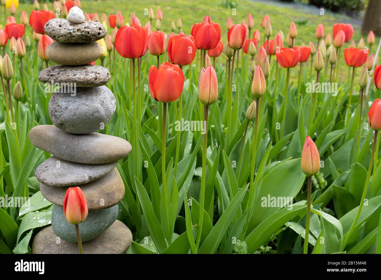 Man-made stone mounds in a field of red and yellow tulips in different life stage of blossoming. Original small type of tulips in private garden, Swit Stock Photo