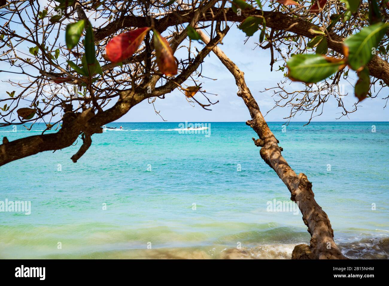 Beautiful blue sea water and almond tree branches with a few dark orange and green leaves and a speed boat and wave surfer faintly visible in the dist Stock Photo